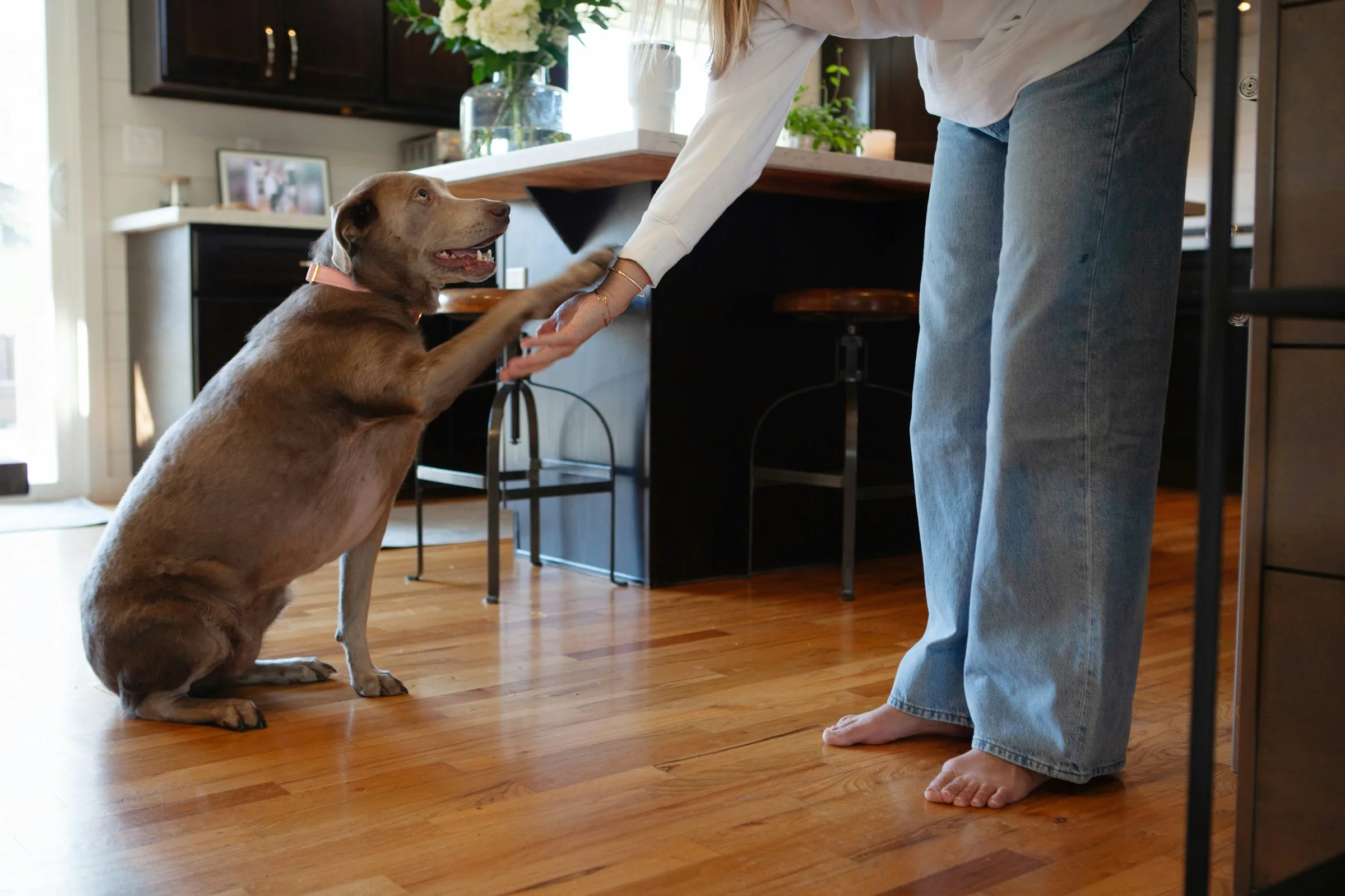 Propietaria interactuando con su perro durante una actividad de cuidado