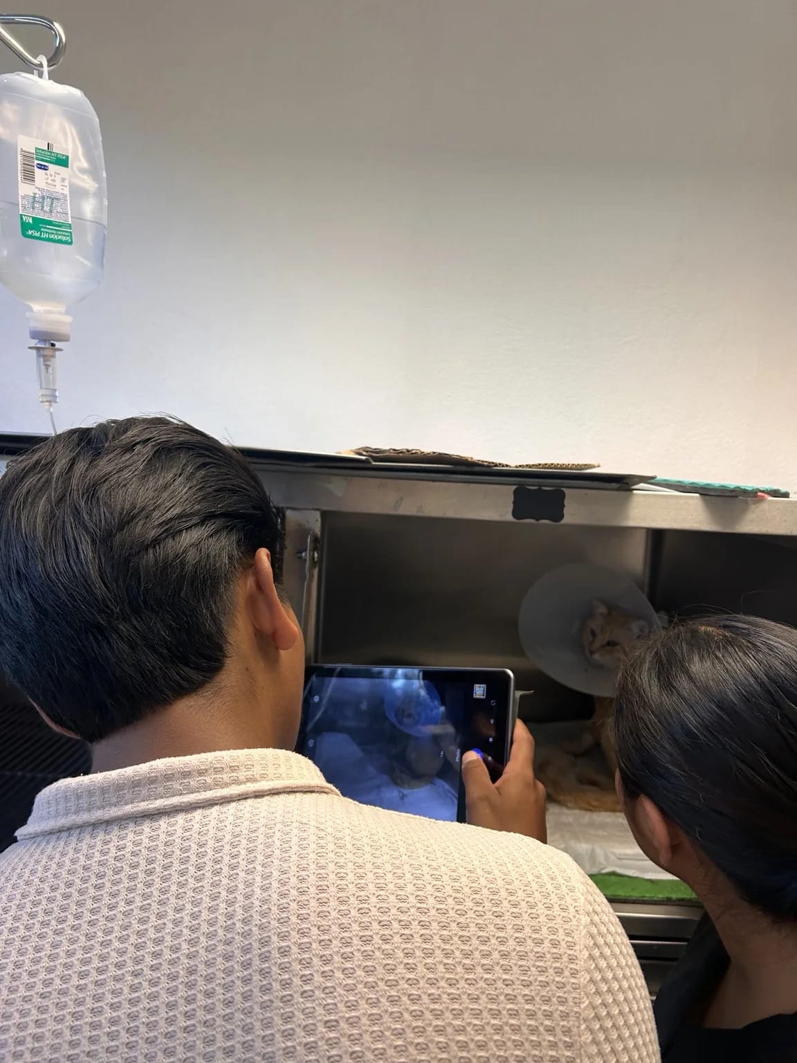 Uso de una tableta durante una actividad de seguimiento animal en la UABJO