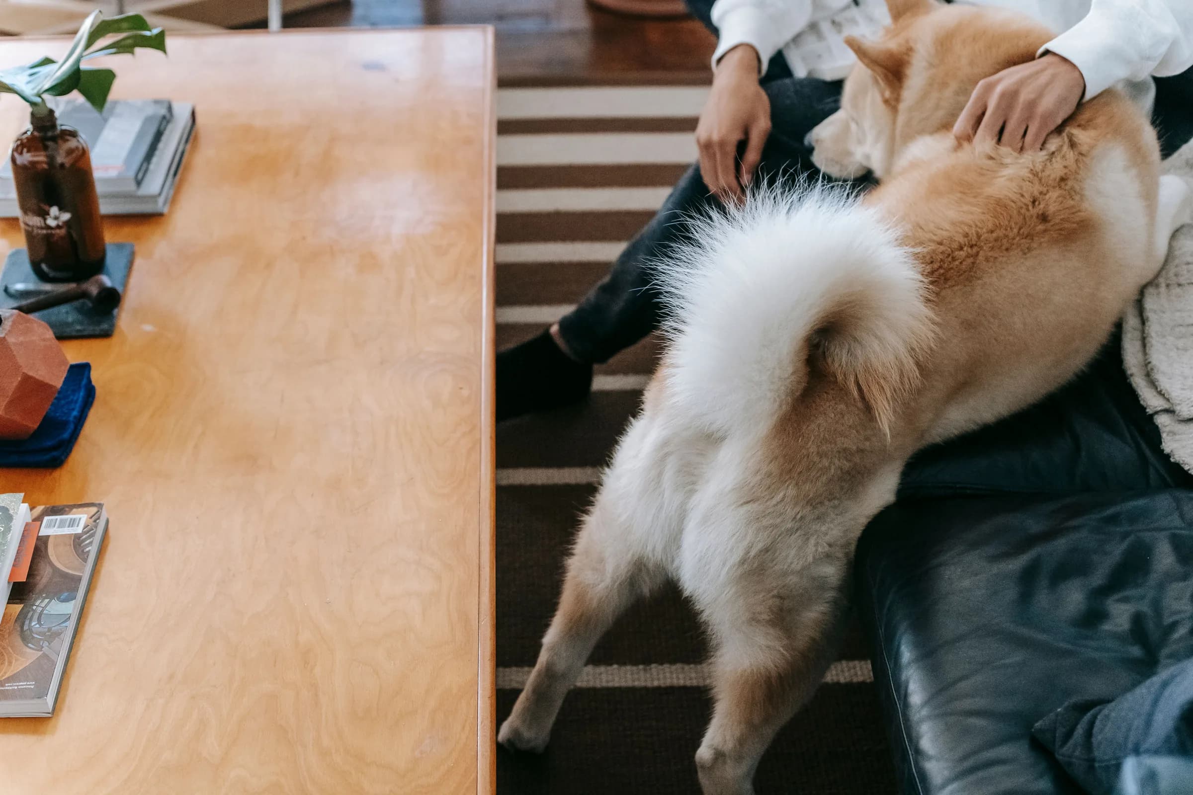Persona conviviendo con sus perros en casa